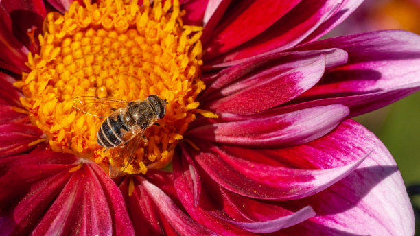 发光眼睛生物特写