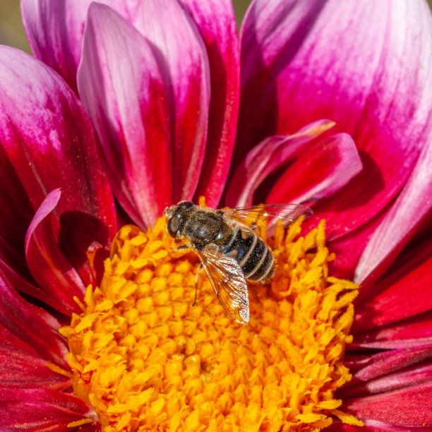 发光眼睛生物特写