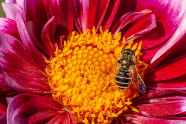 发光眼睛生物特写