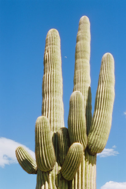 ocotillo