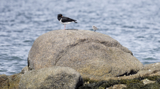 haematopus