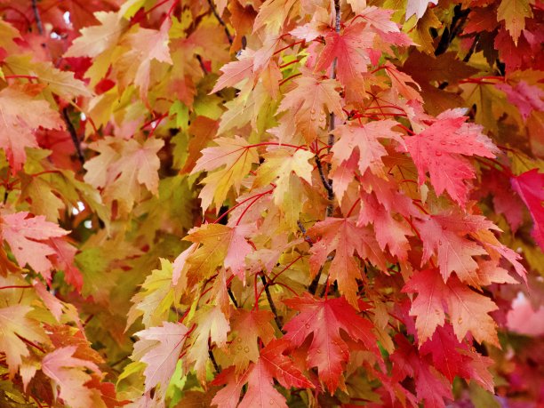 maple