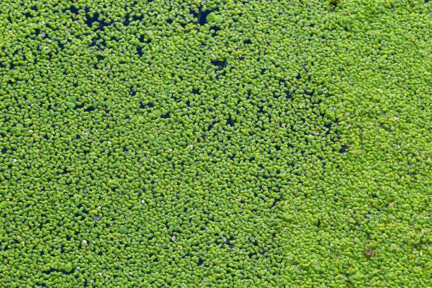 浮萍背景图