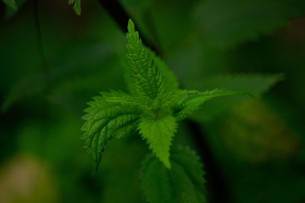 nettles