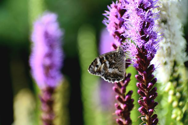 liatris