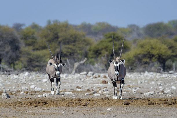 gemsbok