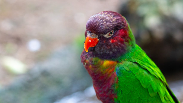 lorikeets