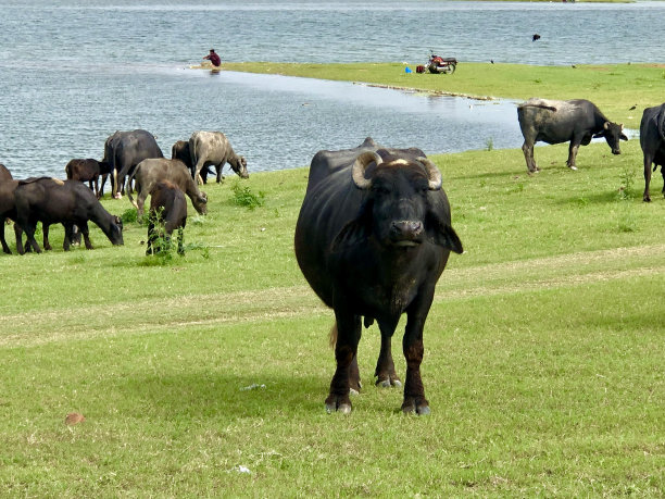 河边草地牛群