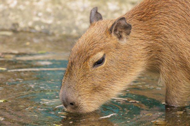 capybara