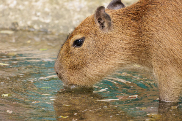 capybara
