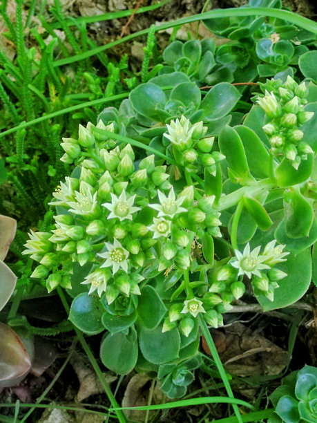 sedum