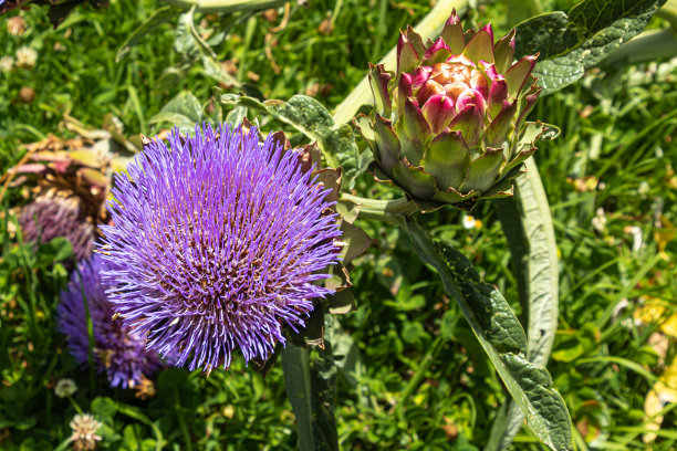 artichoke