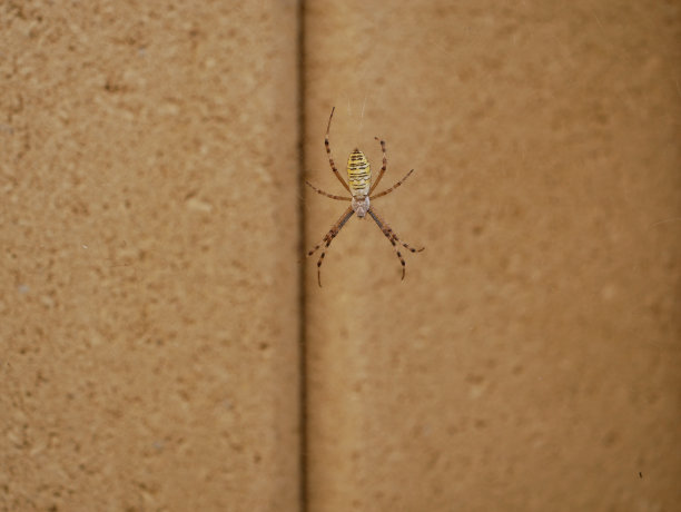 argiope