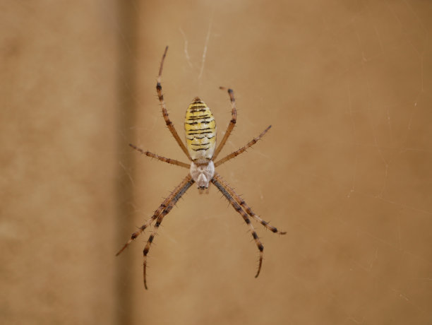 argiope