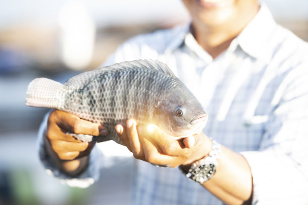 tilapia