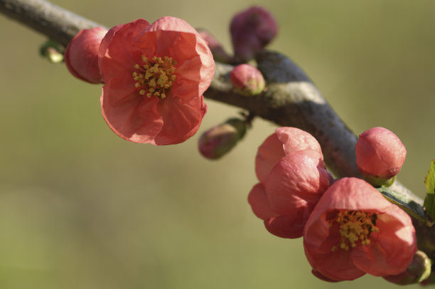 chaenomeles