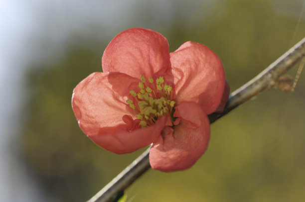 chaenomeles