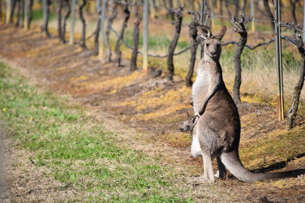 kangaroo