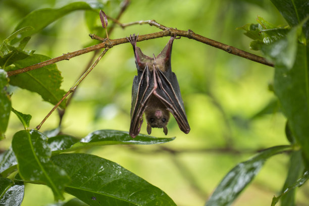 bat