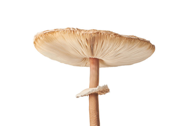 agaric