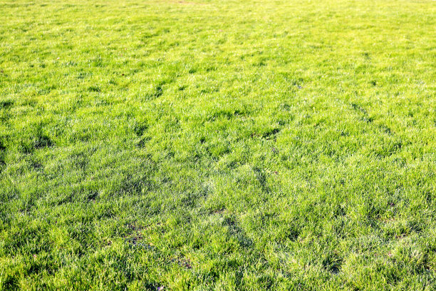 grass