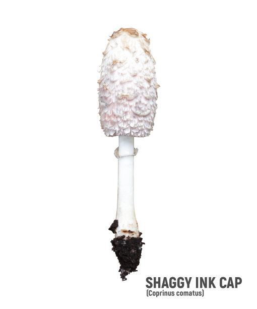 coprinus
