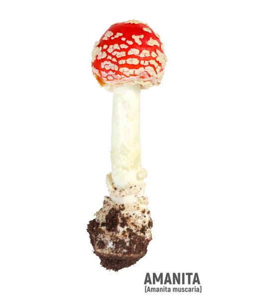 amanitaceae
