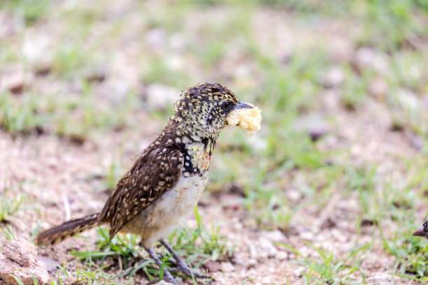 carnivore