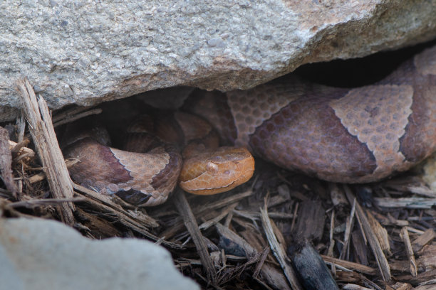 copperhead