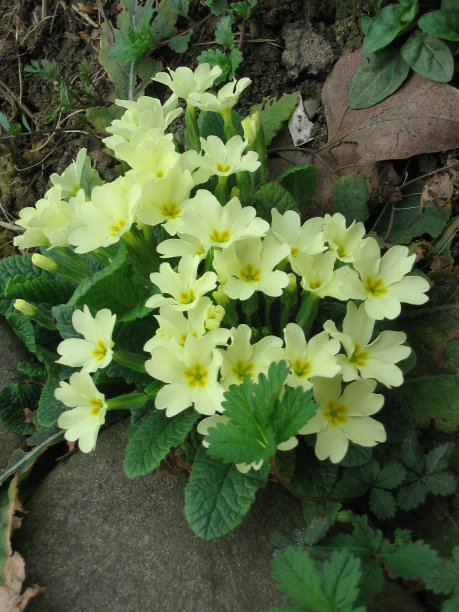 primula