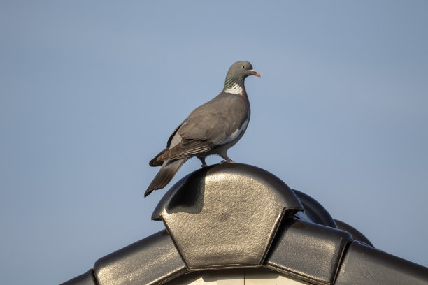 preen