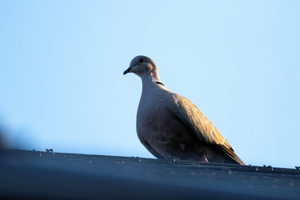 preen