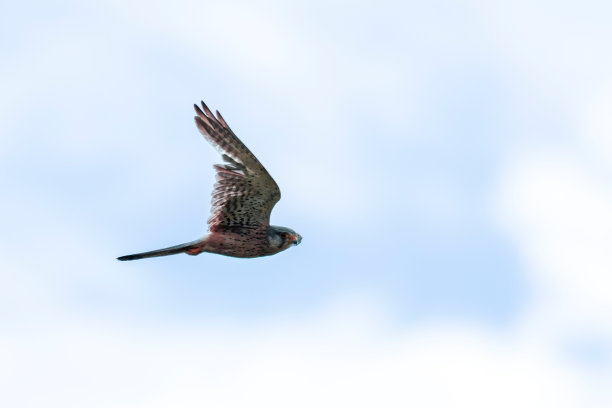 falcon