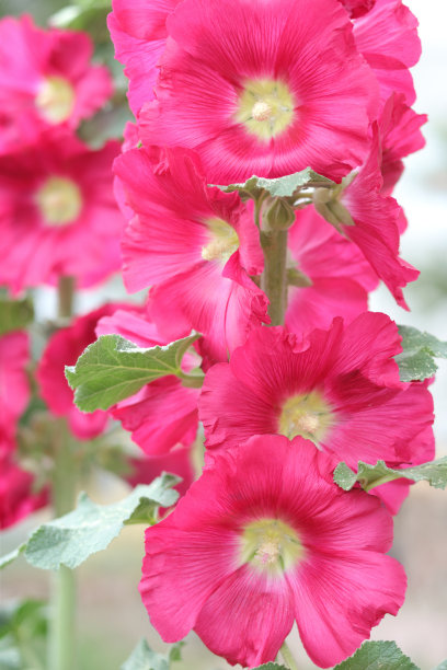 stockrose