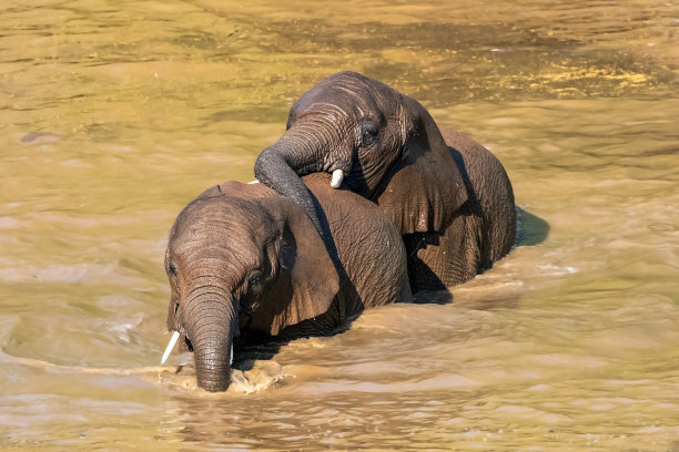 pachyderm