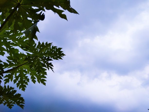 蓝天白云下的木瓜树