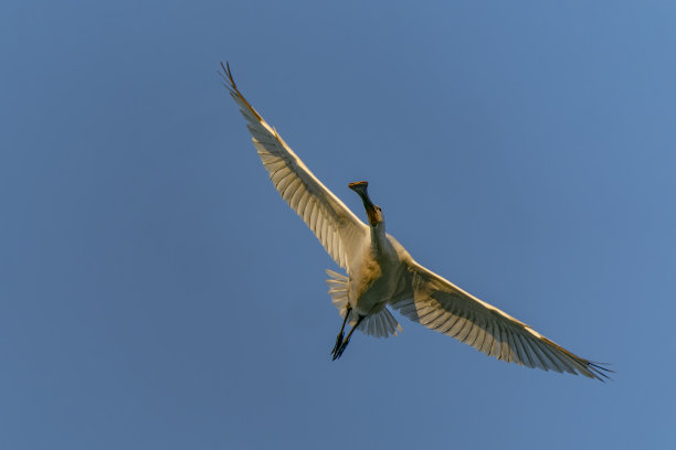 spoonbill