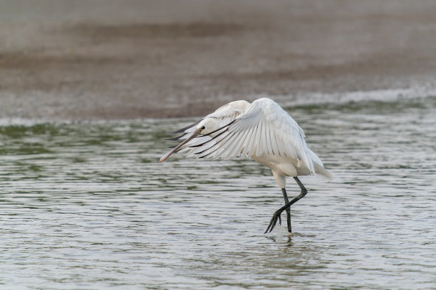 spoonbill