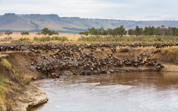 serengeti