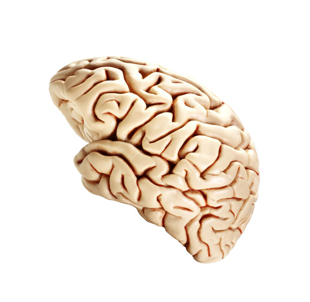 cerebrum