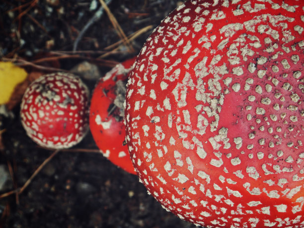 amanitaceae