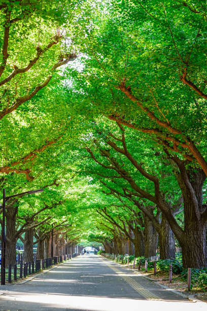 avenue