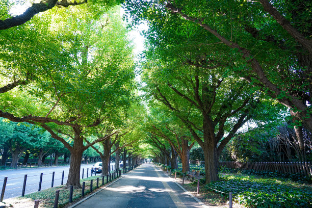 avenue