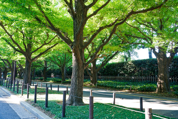 avenue