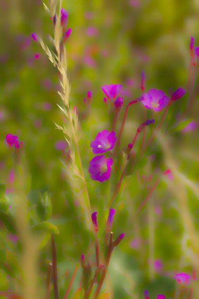 epilobium