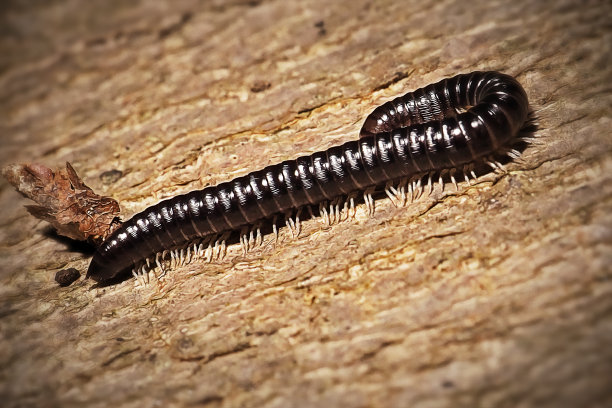 millipede