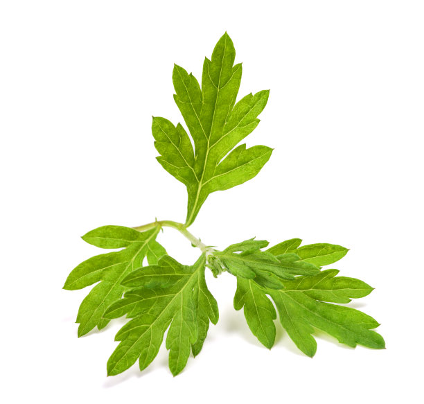 wormwood