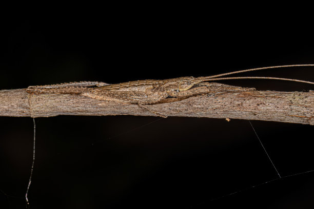 katydid
