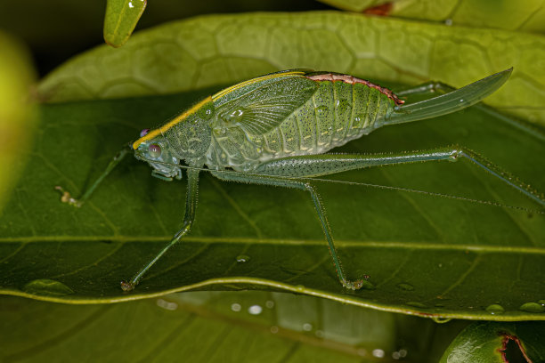 katydid