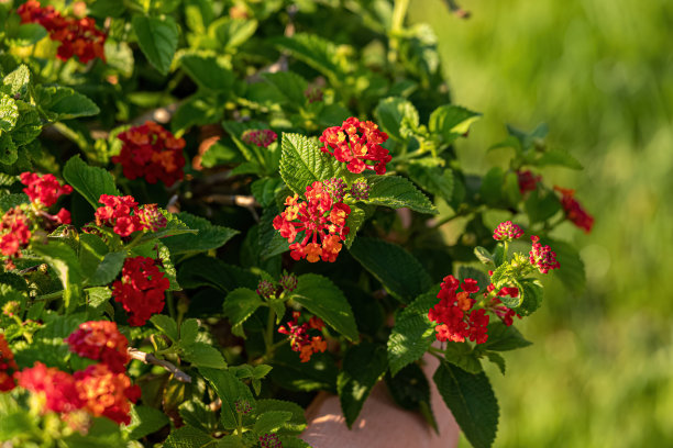 lantana